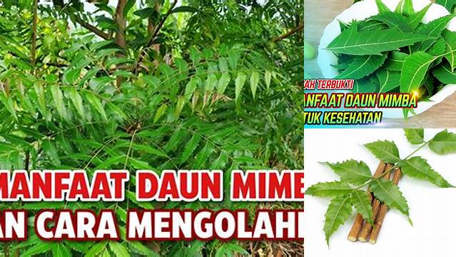 Temukan 8 Manfaat Daun Mimba yang Jarang Diketahui untuk Kesehatan dan Kecantikan Anda