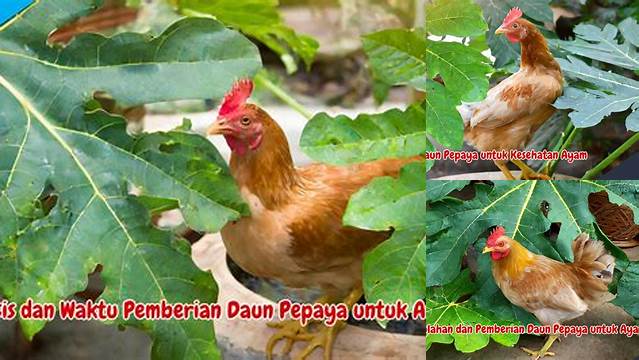 Temukan Manfaat Daun Pepaya untuk Ayam yang Jarang Diketahui