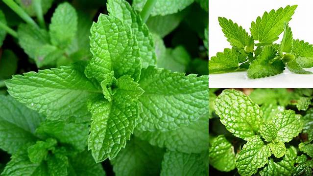 Temukan Manfaat Daun Peppermint yang Perlu Anda Tahu