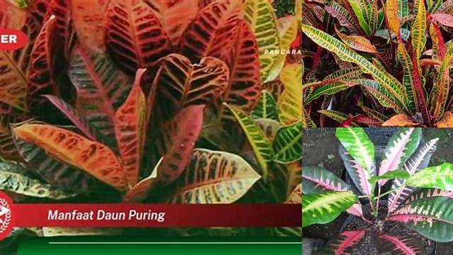 Temukan Manfaat Luar Biasa Daun Puring yang Jarang Diketahui