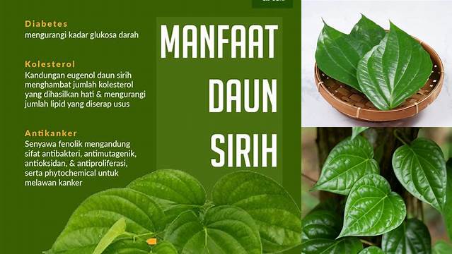 Ungkap Manfaat Daun Sirih Hijau yang Jarang Diketahui