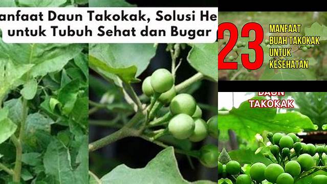 Temukan 8 Manfaat Daun Takokak yang Jarang Diketahui