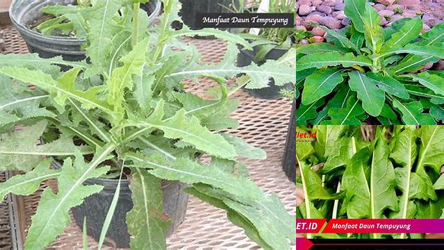 Temukan Manfaat Daun Tempuyung yang Jarang Diketahui