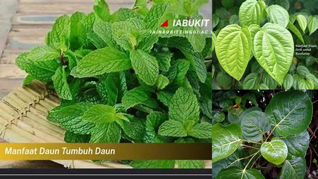 Temukan Rahasia Daun Tumbuh yang Jarang Diketahui untuk Tanaman yang Sehat dan Produktif