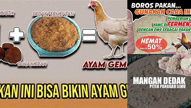 10 Manfaat Dedak untuk Ayam yang Jarang Diketahui!