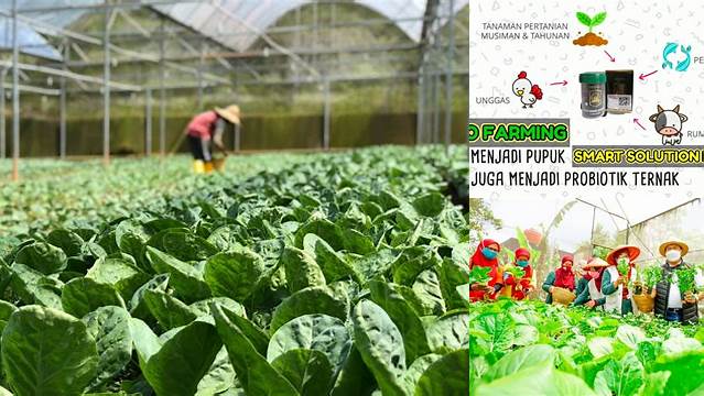 Temukan Manfaat Eco Farming yang Jarang Diketahui