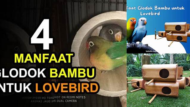 Temukan Manfaat Glodok Bambu untuk Lovebird yang Jarang Diketahui