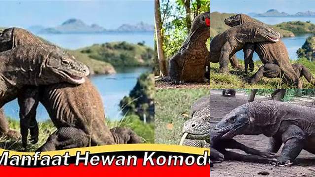 Manfaat Hewan Komodo: 10 Manfaat Langka yang Perlu Diketahui