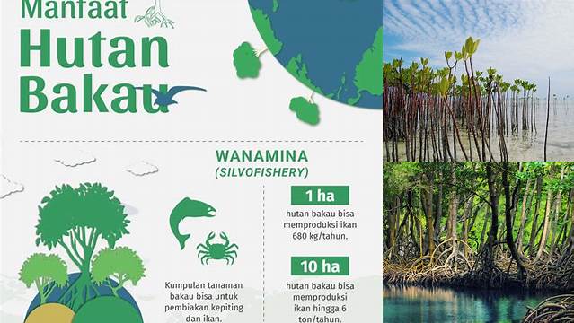 Temukan Beragam Manfaat Hutan Bakau yang Jarang Diketahui