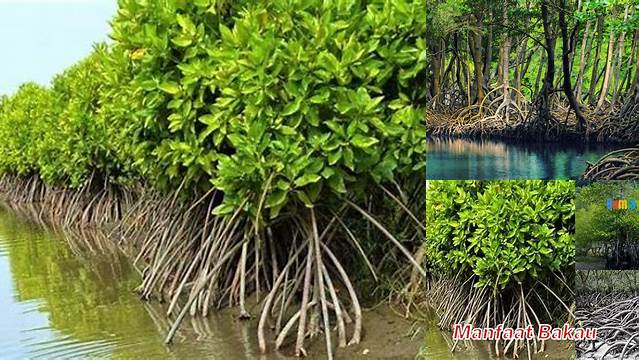 Temukan Manfaat Hutan Bakau yang Jarang Diketahui