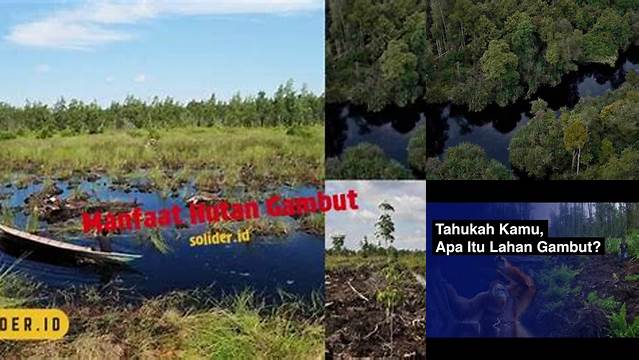 Temukan 7 Manfaat Hutan Gambut yang Jarang Diketahui