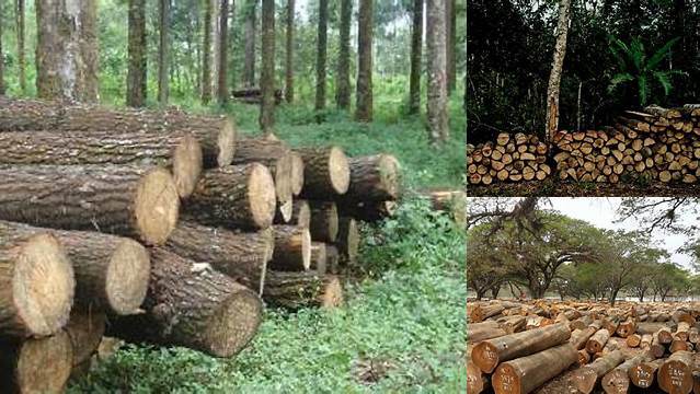 Manfaat Hutan Produksi: Penemuan dan Wawasan Penting yang Perlu Anda Ketahui