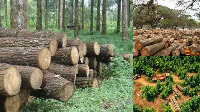 Manfaat Hutan Produksi: Penemuan dan Wawasan Penting yang Perlu Anda Ketahui