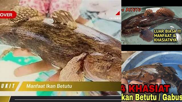 Temukan Manfaat Ikan Betutu yang Jarang Diketahui, Wajib Dibaca!