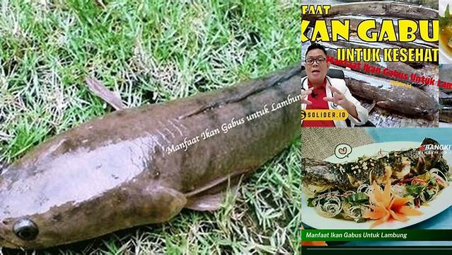 Temukan Manfaat Ikan Gabus untuk Lambung yang Jarang Diketahui