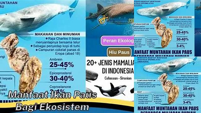 Temukan 10 Manfaat Ikan Paus Bagi Ekosistem yang Jarang Diketahui