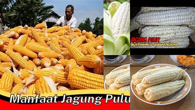 Temukan 7 Manfaat Jagung Pulut yang Jarang Diketahui, Luar Biasa!