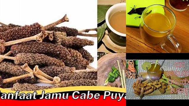 Temukan Khasiat Jamu Cabe Puyang yang Belum Banyak Diketahui