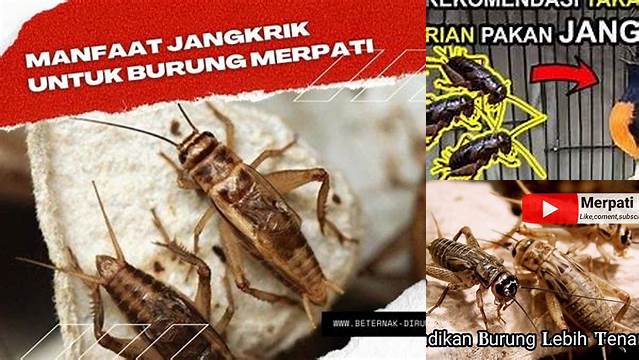 Manfaat Jangkrik untuk Burung: Temukan Khasiatnya yang Jarang Diketahui