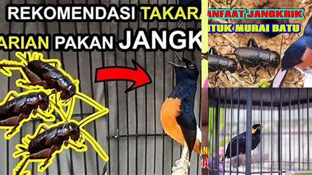 Temukan 9 Manfaat Jangkrik untuk Murai Batu yang Jarang Diketahui