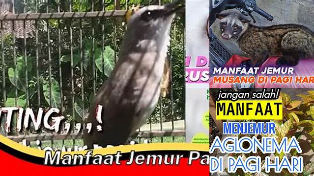 Manfaat Jemur Pagi yang Wajib Kamu Ketahui