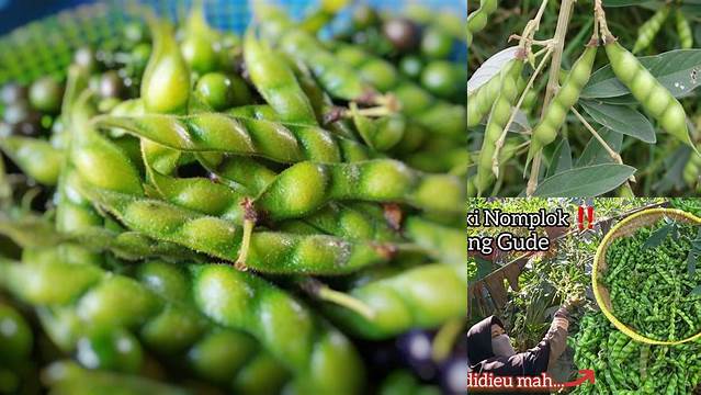 Manfaat Kacang Gude yang Jarang Diketahui, Terungkap!