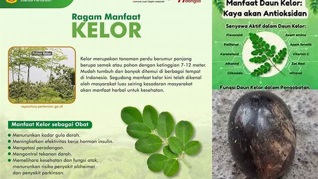 Temukan 10 Manfaat Kayu Kelor yang Jarang Diketahui