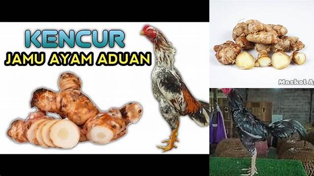 Temukan Manfaat Kencur untuk Ayam Aduan yang Tak Terduga