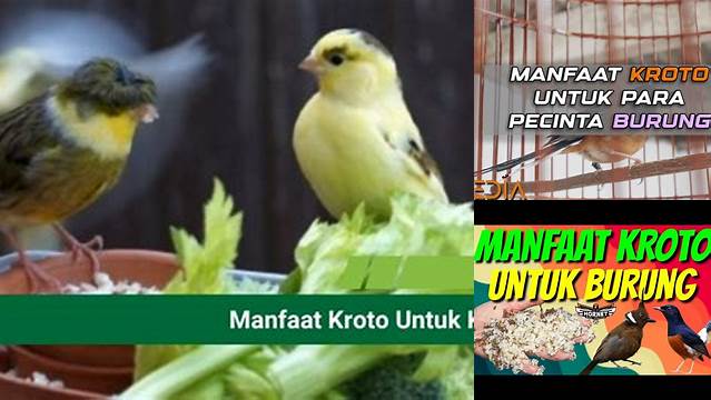 Temukan 8 Manfaat Kroto untuk Burung yang Jarang Diketahui