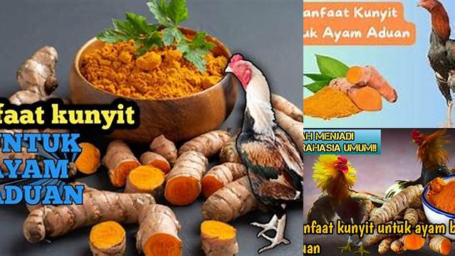 Temukan Khasiat Kunyit untuk Ayam yang Jarang Diketahui