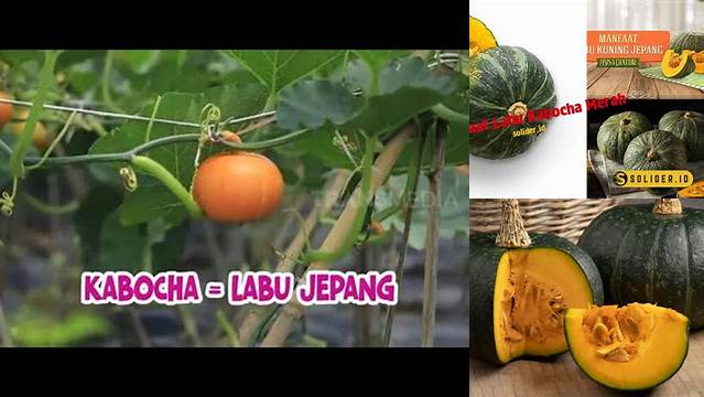 Temukan 5 Manfaat Labu Kabocha Merah yang Jarang Diketahui!