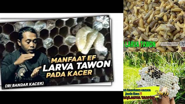 Ungkap Manfaat Larva Tawon yang Jarang Diketahui