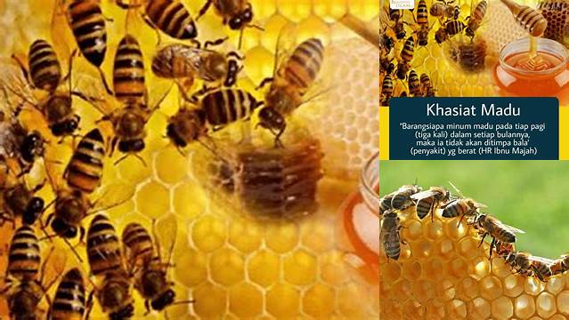Manfaat Lebah Madu yang Wajib Anda Ketahui