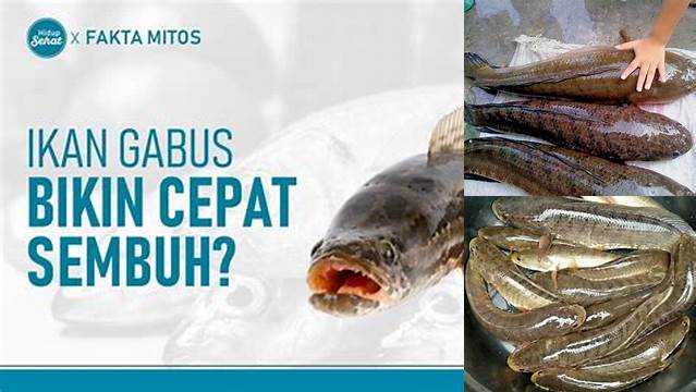 Manfaat Lendir Ikan Gabus: Penemuan Eksklusif yang Wajib Kamu Tahu!