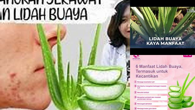 Temukan 8 Manfaat Lidah Buaya untuk Kompres Benjolan yang Jarang Diketahui