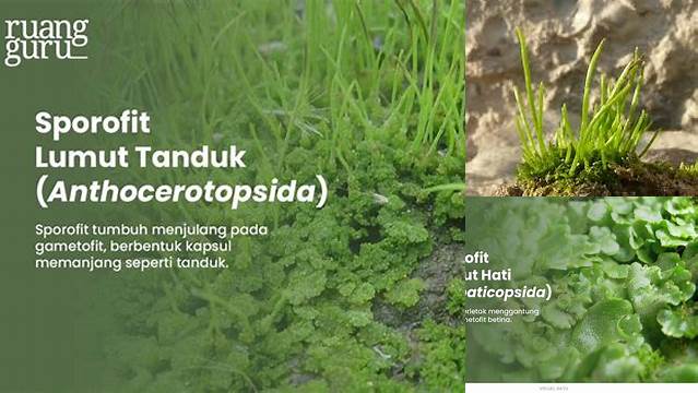 Temukan Manfaat Lumut Tanduk yang Jarang Diketahui untuk Pertanian yang Lebih Produktif