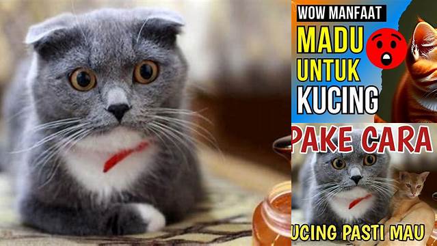 Manfaat Madu untuk Kucing yang Jarang Anda Tahu