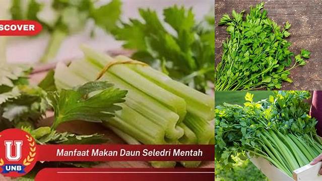 Temukan Manfaat Makan Daun Seledri Mentah yang Jarang Diketahui