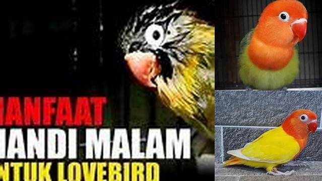 5 Manfaat Mandi Malam Lovebird Paud yang Jarang Diketahui