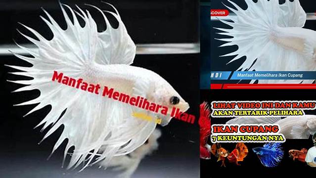 Temukan Manfaat Memelihara Ikan Cupang yang Jarang Diketahui