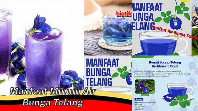 Manfaat Air Bunga Telang yang Jarang Diketahui, Temukan Khasiatnya!