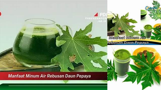 Temukan Manfaat Minum Air Rebusan Daun Pepaya yang Jarang Diketahui