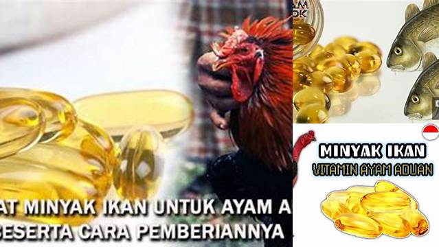 Temukan Manfaat Minyak Ikan untuk Ayam Aduan yang Wajib Anda Ketahui