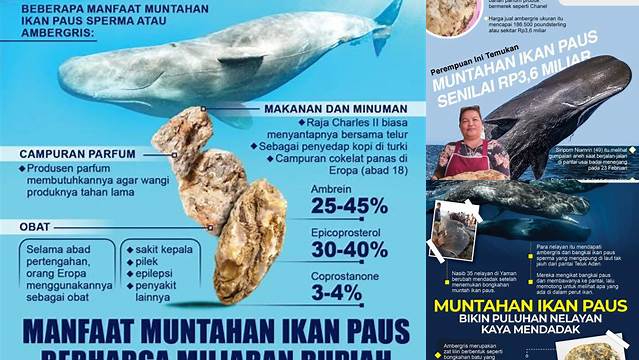 Temukan Manfaat Muntahan Ikan Paus yang Jarang Diketahui