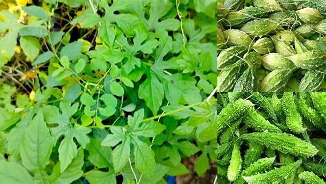 Temukan Manfaat Pare Hutan yang Belum Banyak Diketahui