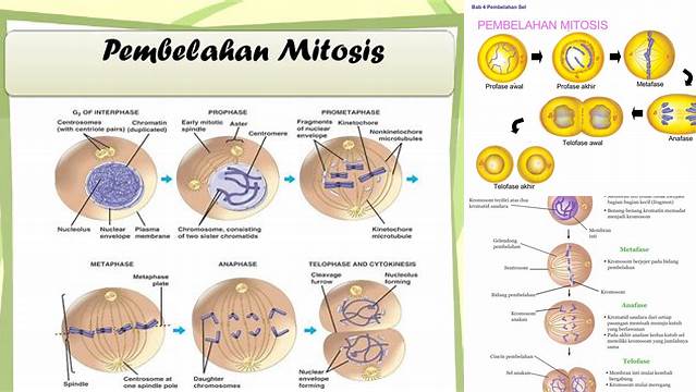 Temukan Manfaat Pembelahan Sel: Wawasan Jarang Diketahui yang Perlu Anda Tahu