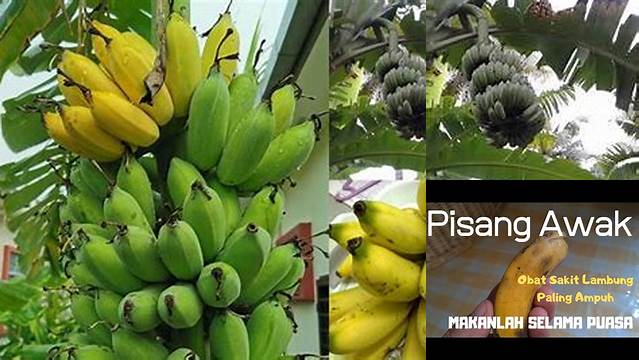 Manfaat Pisang Awak yang Mengejutkan, Belum Banyak yang Tahu