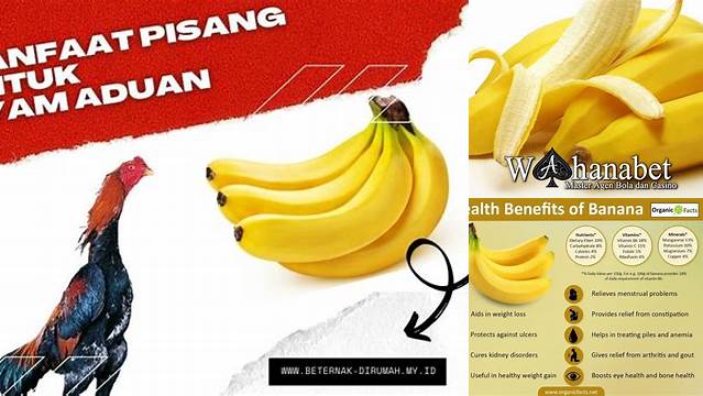 Gali Manfaat Pisang untuk Ayam Aduan yang Jarang Diketahui