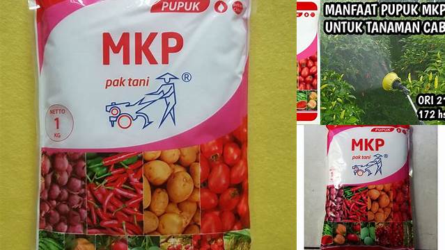 Temukan Rahasia Manfaat Pupuk MKP untuk Cabe yang Jarang Diketahui