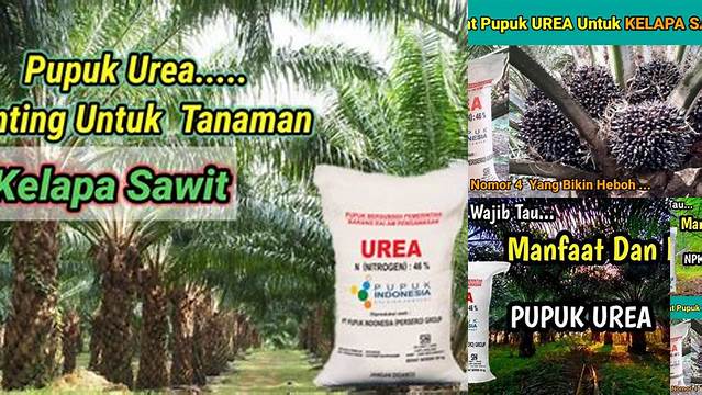 Manfaat Pupuk Urea untuk Kelapa Sawit, Temuan dan Wawasan yang Perlu Anda Tahu